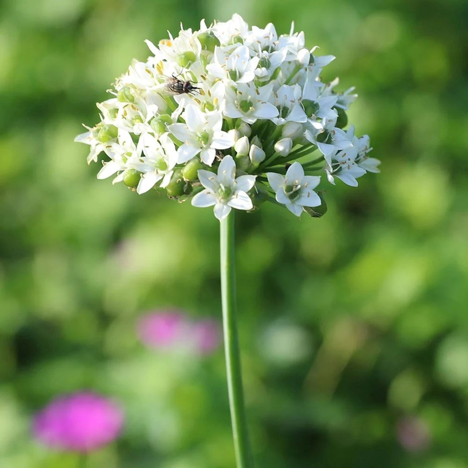 Garlic Chives | Allium Tuberosum