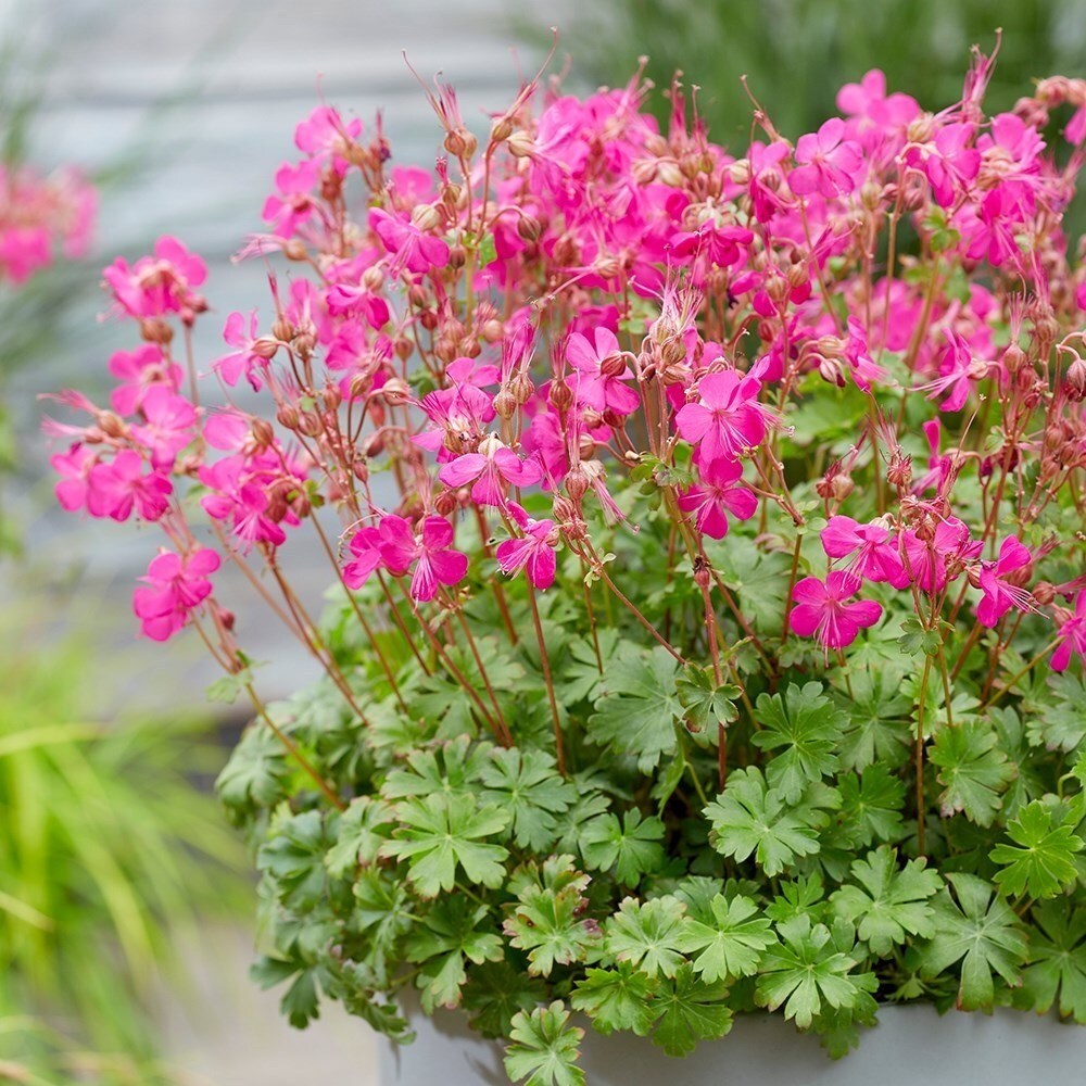 Geranium × Cantabrigiense Intense | Cranesbill