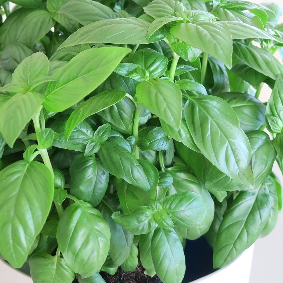 Ocimum basilicum D-fenceil | Basil | 9cm Pot
