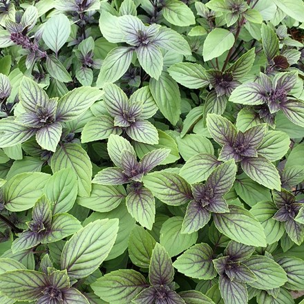 Ocimum basilicum Magic Mountain