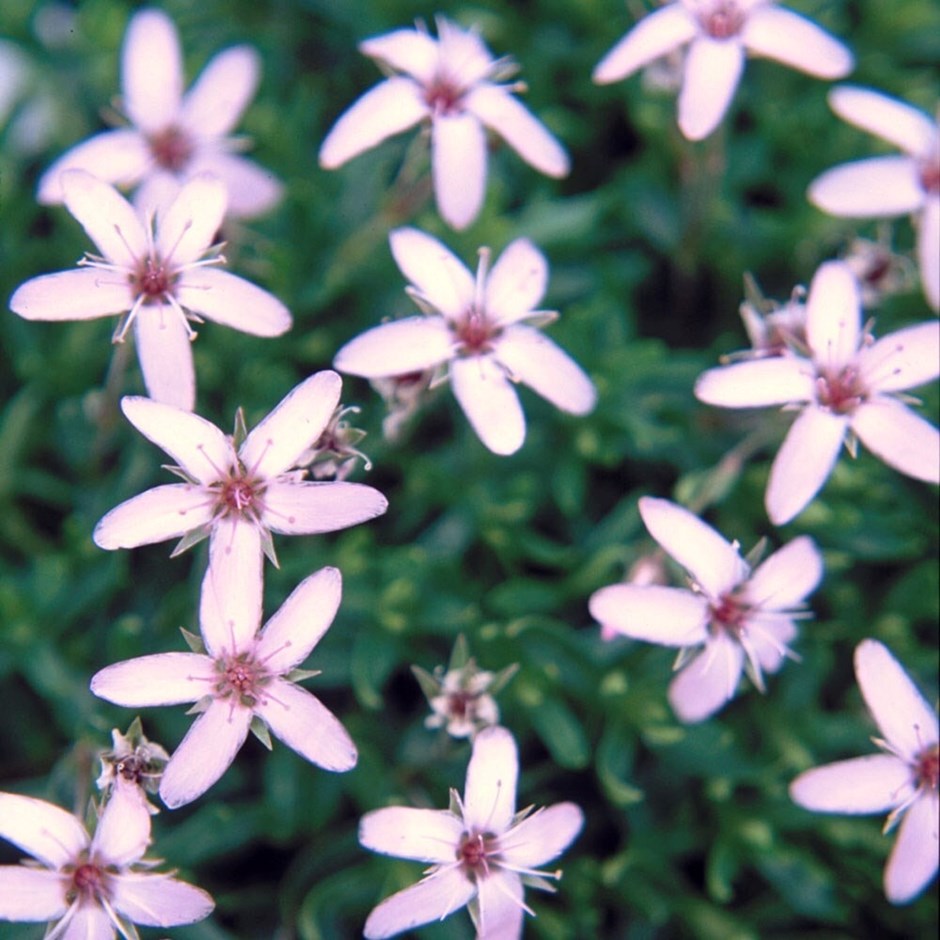 Arenaria purpurascens | Pink Sandwort