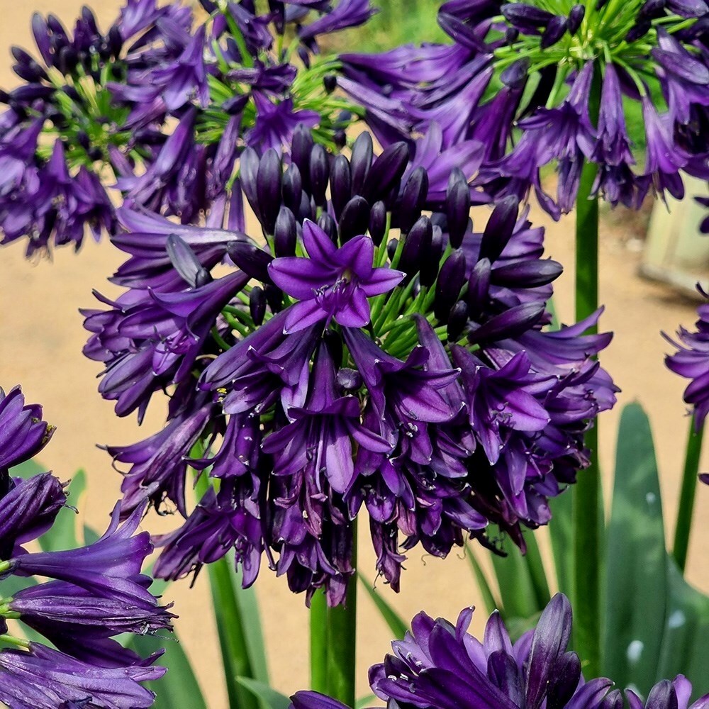 Agapanthus Black Jack | African Lily