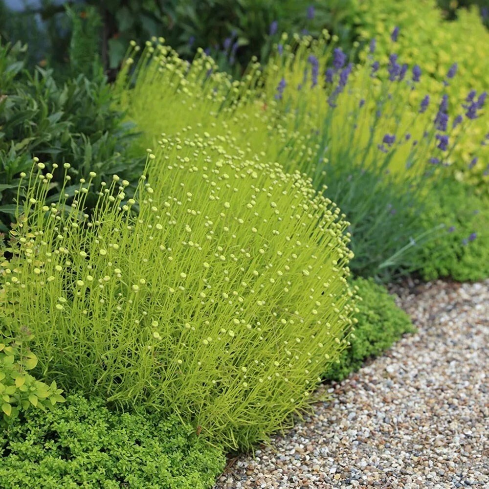 Santolina Rosmarinifolia Lemon Fizz | Cotton Lavender