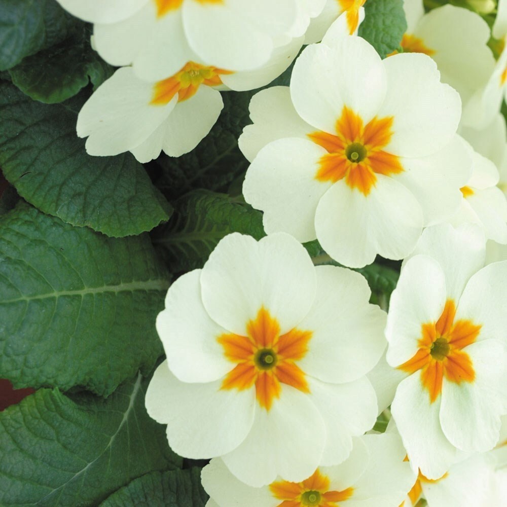 Primula Cottage Cream | Primula
