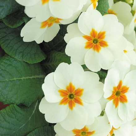 Primula Cottage Cream