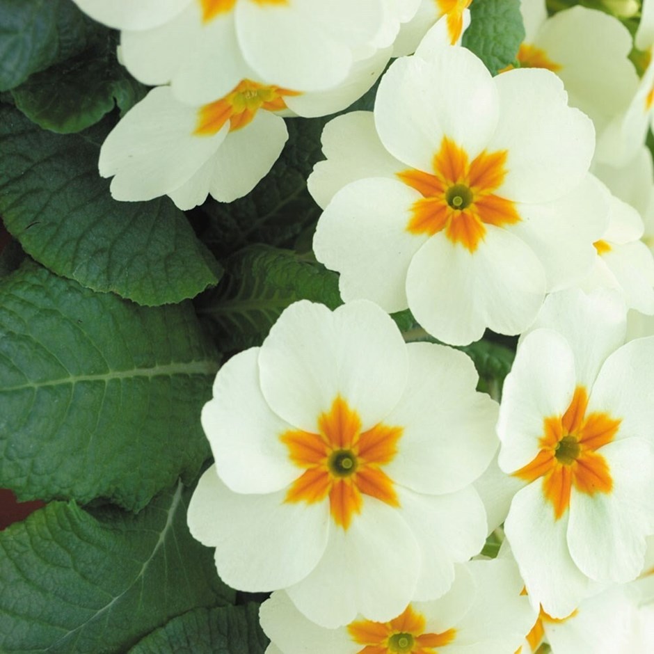 Primula Cottage Cream | Primula