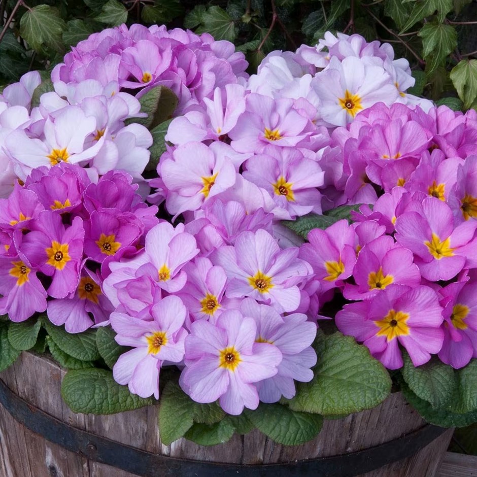 Primula Delia Woodland Dell | Primula