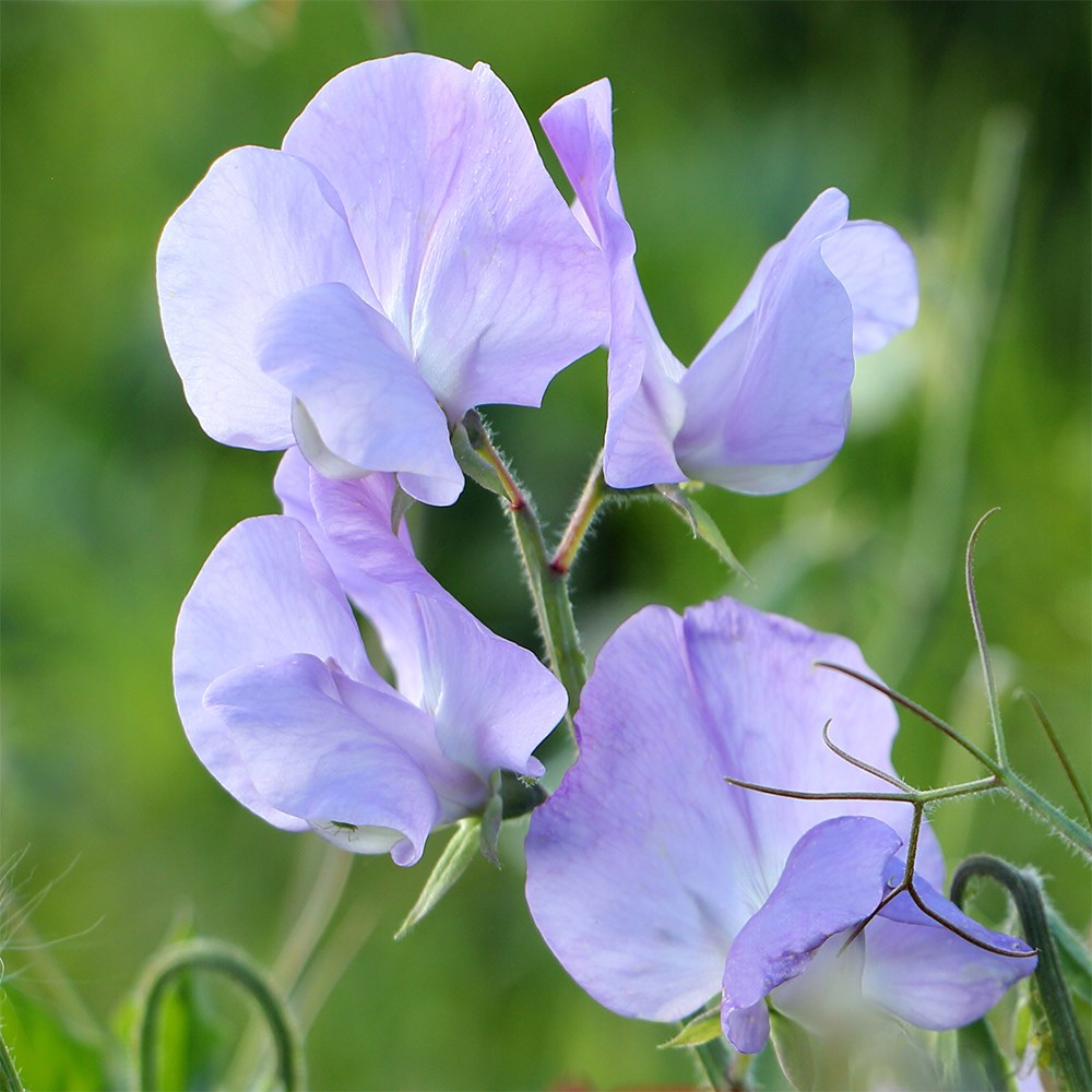 Sweet Pea (Spencer) Noel Sutton | Lathyrus