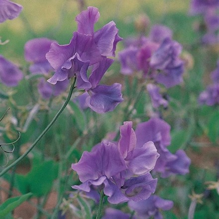Lathyrus odoratus Noel Sutton | Spencer Sweet Pea