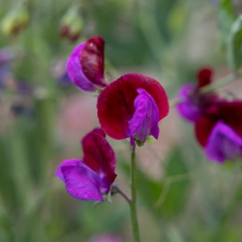 Lathyrus odoratus Cupani | Sweet Pea