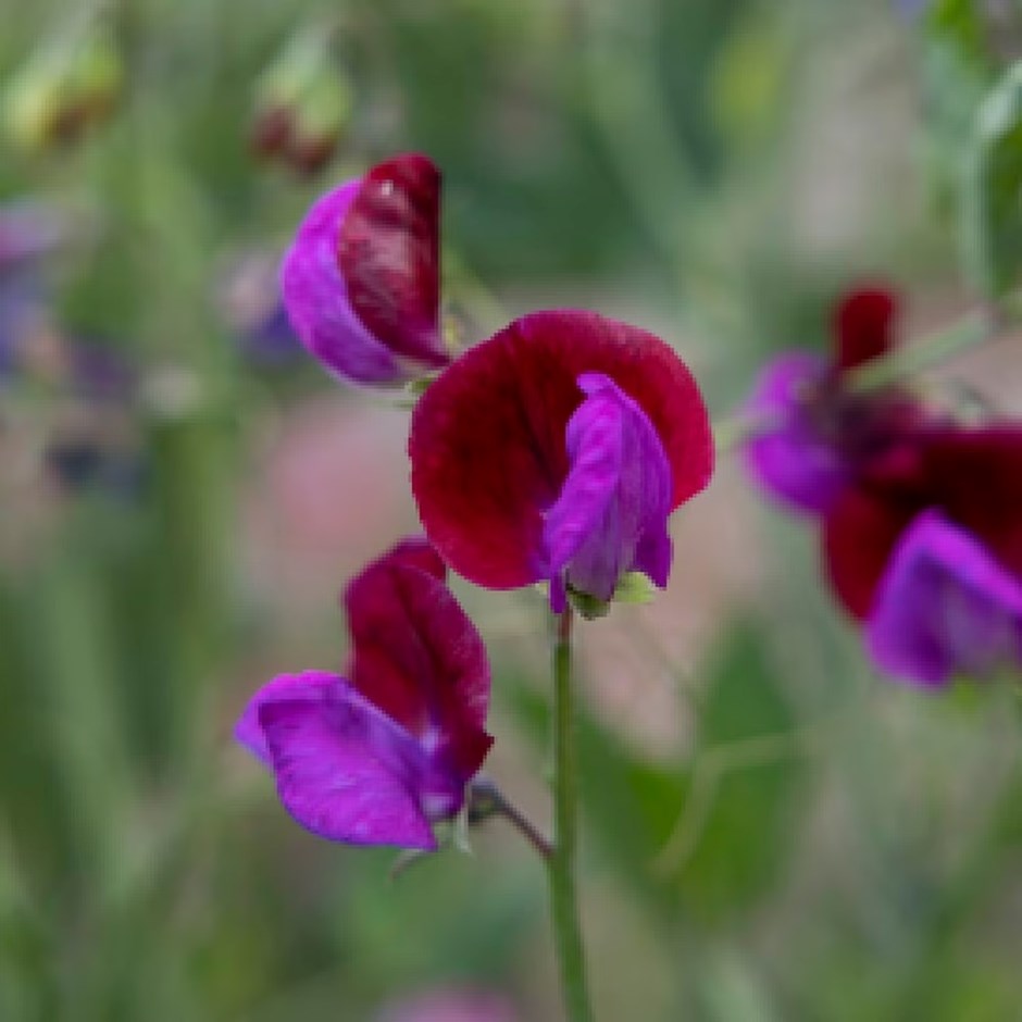 Lathyrus odoratus Cupani | Sweet Pea