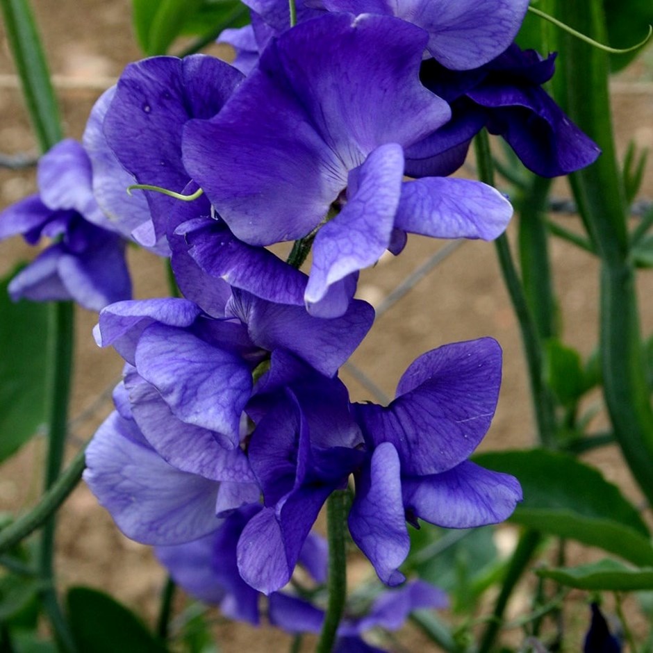 Lathyrus Odoratus Top Hat | Sweet Pea