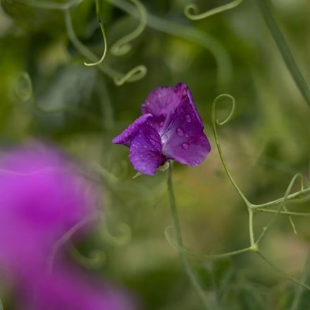 Sweet Pea (Spencer) Eclipse | Lathyrus