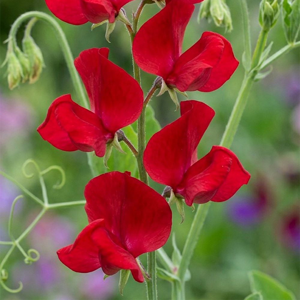 Sweet Pea (Spencer) Winston Churchill | Lathyrus