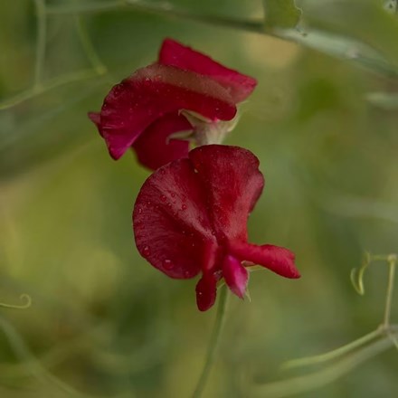 Lathyrus odoratus Winston Churchill | Spencer Sweet Pea