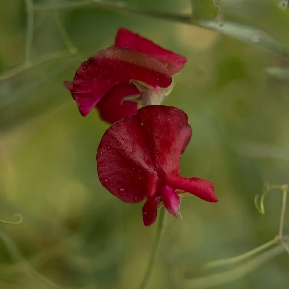 Lathyrus odoratus Winston Churchill | Spencer Sweet Pea
