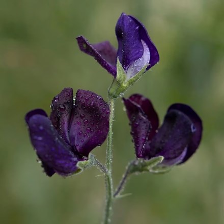 Sweet Pea (Grandiflora) Almost Black | Lathyrus