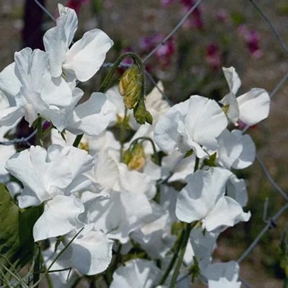 Lathyrus odoratus Diamond Jubilee | Sweet Pea