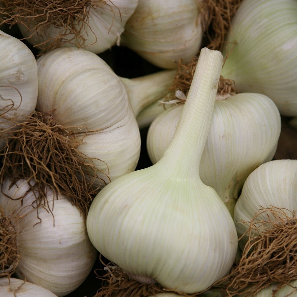 Garlic Elephant