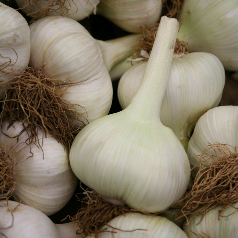 Garlic Elephant