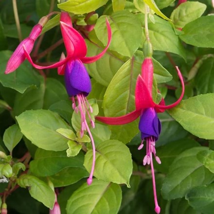 Fuchsia Genii