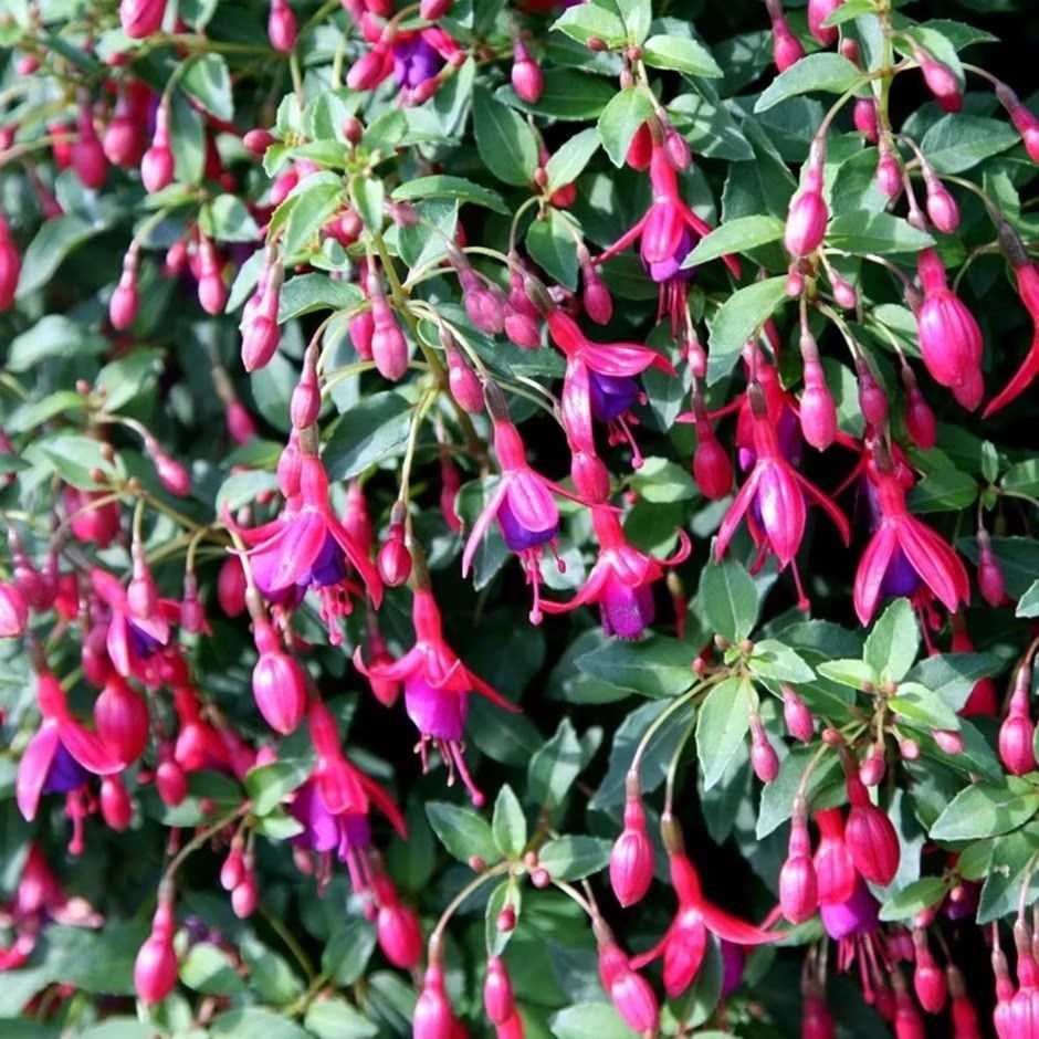 Fuchsia Tom Thumb