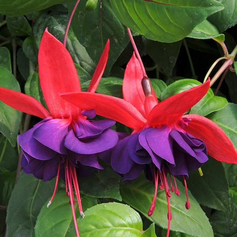 Fuchsia Voodoo | Fuchsia