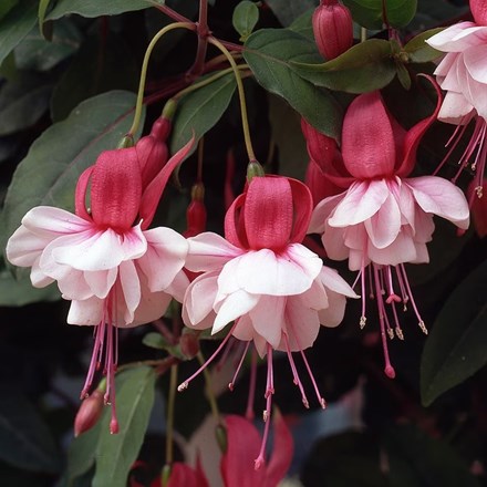 Fuchsia Spion Kop