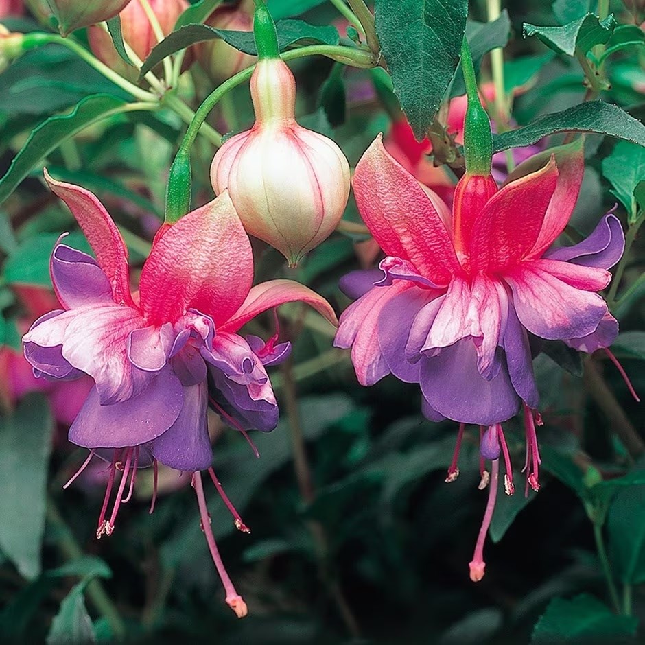 Fuchsia 'Winston Churchill'
