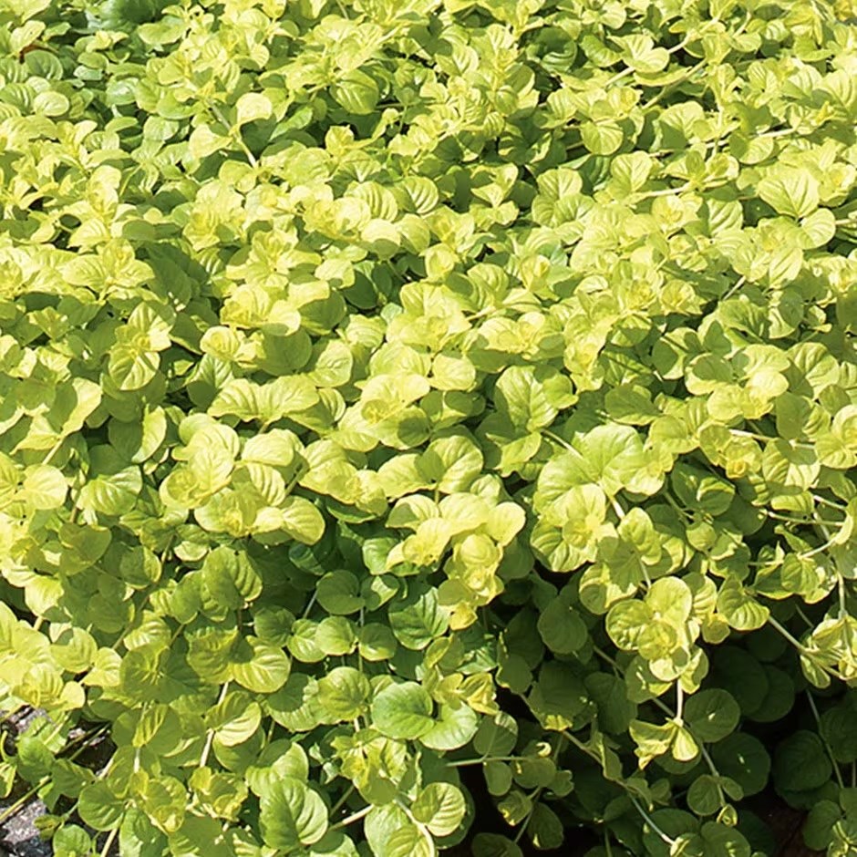 Lysimachia Goldilocks | Creeping Jenny
