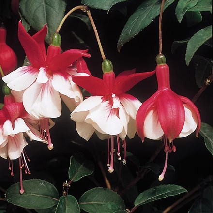 Fuchsia Ballet Girl