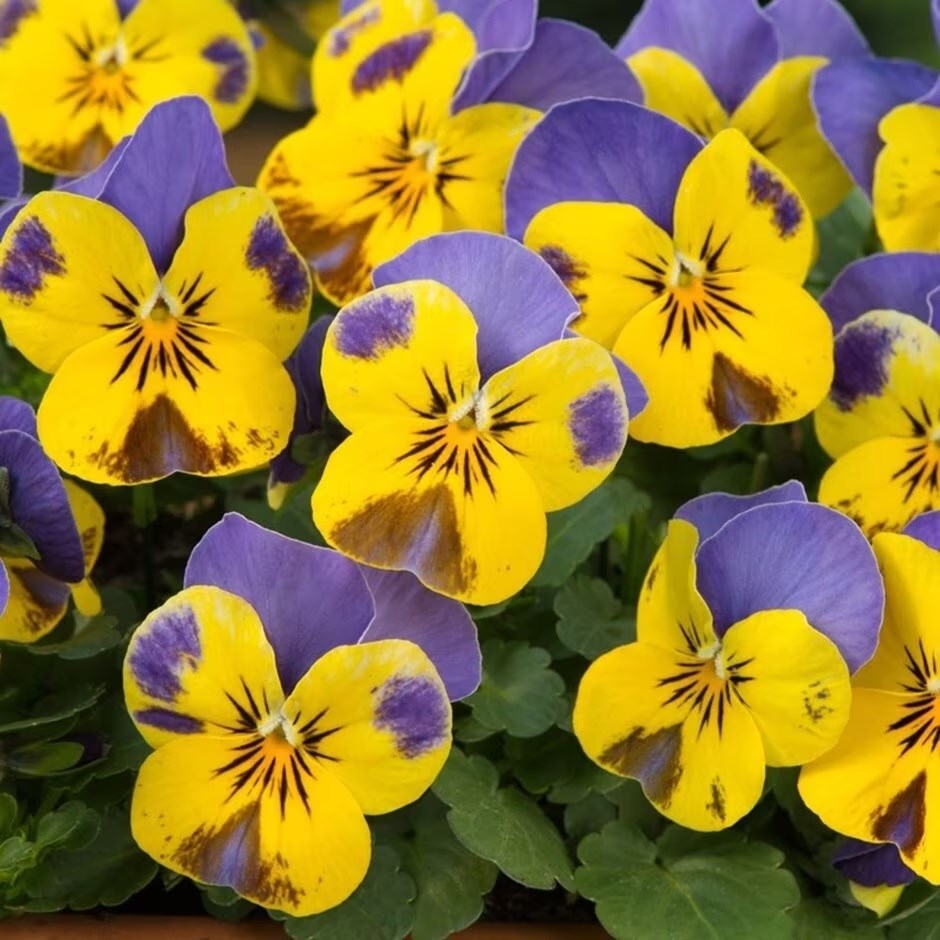 Viola Yellow Blue Jump Up