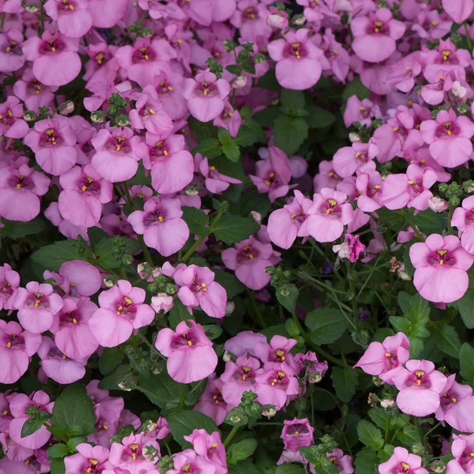 Diascia Diamond Pink | Diascia