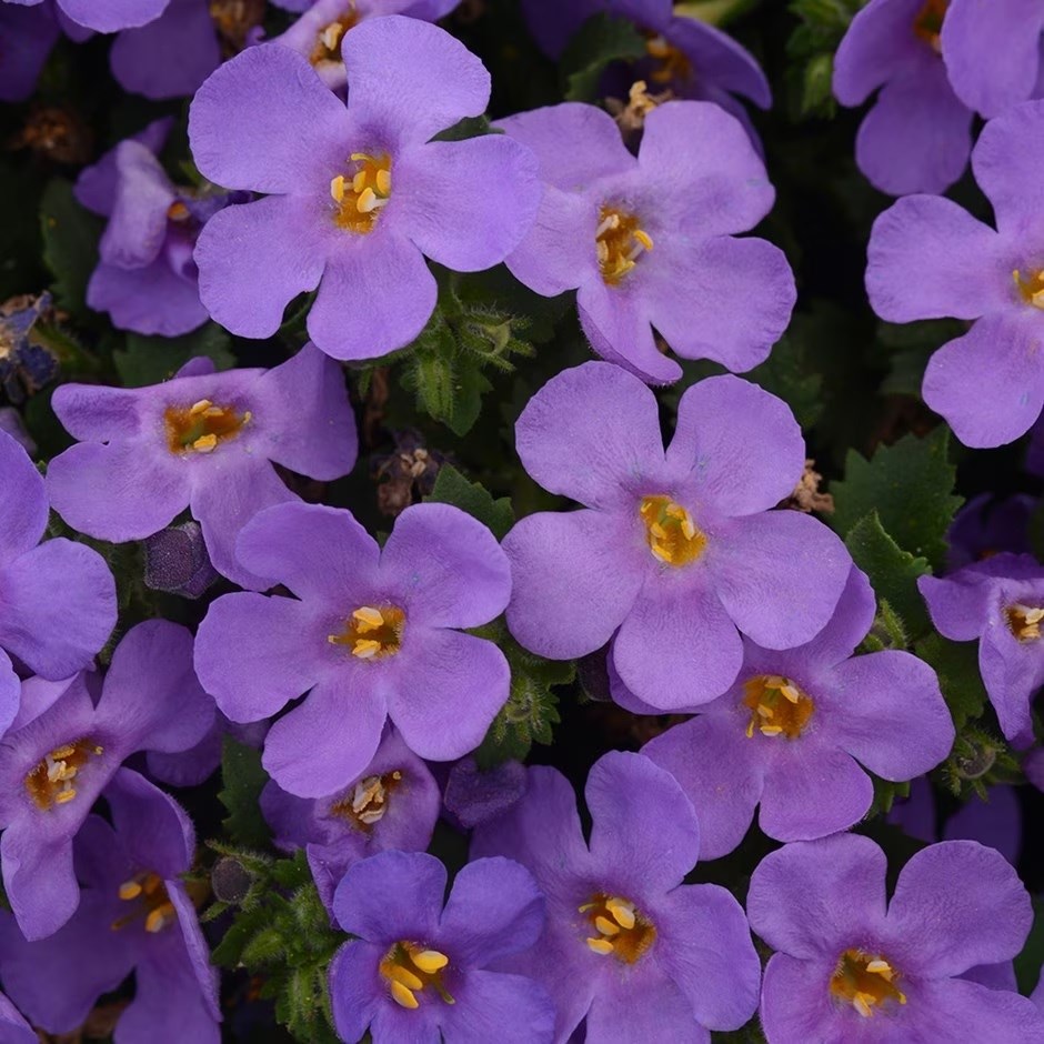 Chaenostoma Megacopa Blue | Bacopa