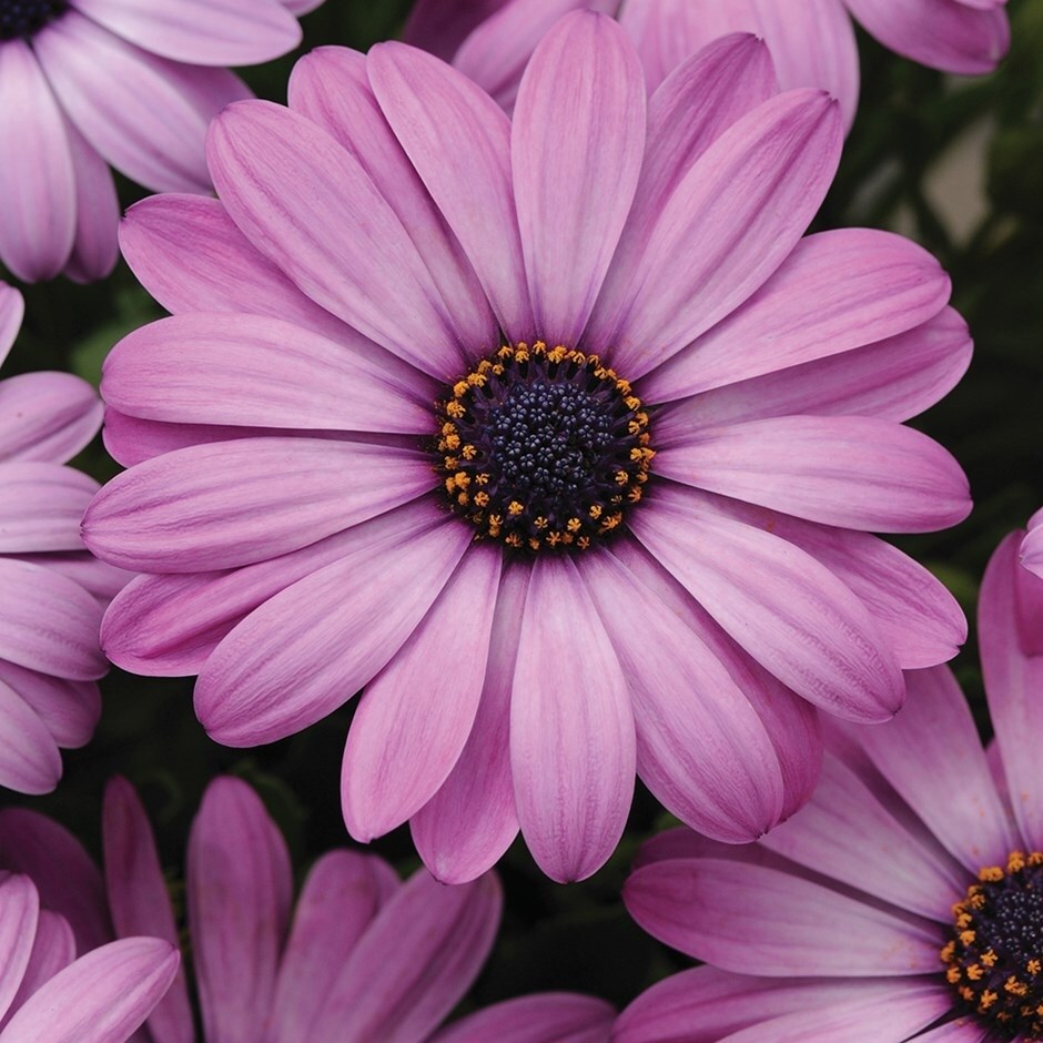 Osteospermum 'Akila Lavender Shades' | African Daisy