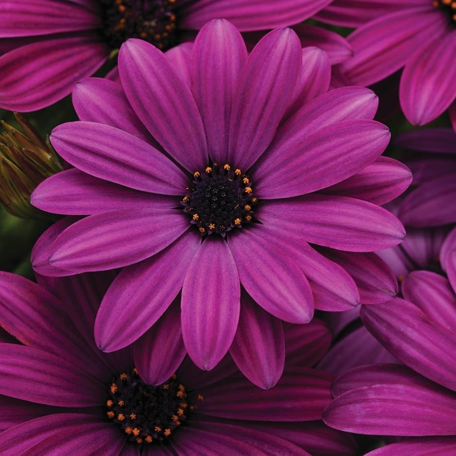 Osteospermum Akila Purple | African Daisy