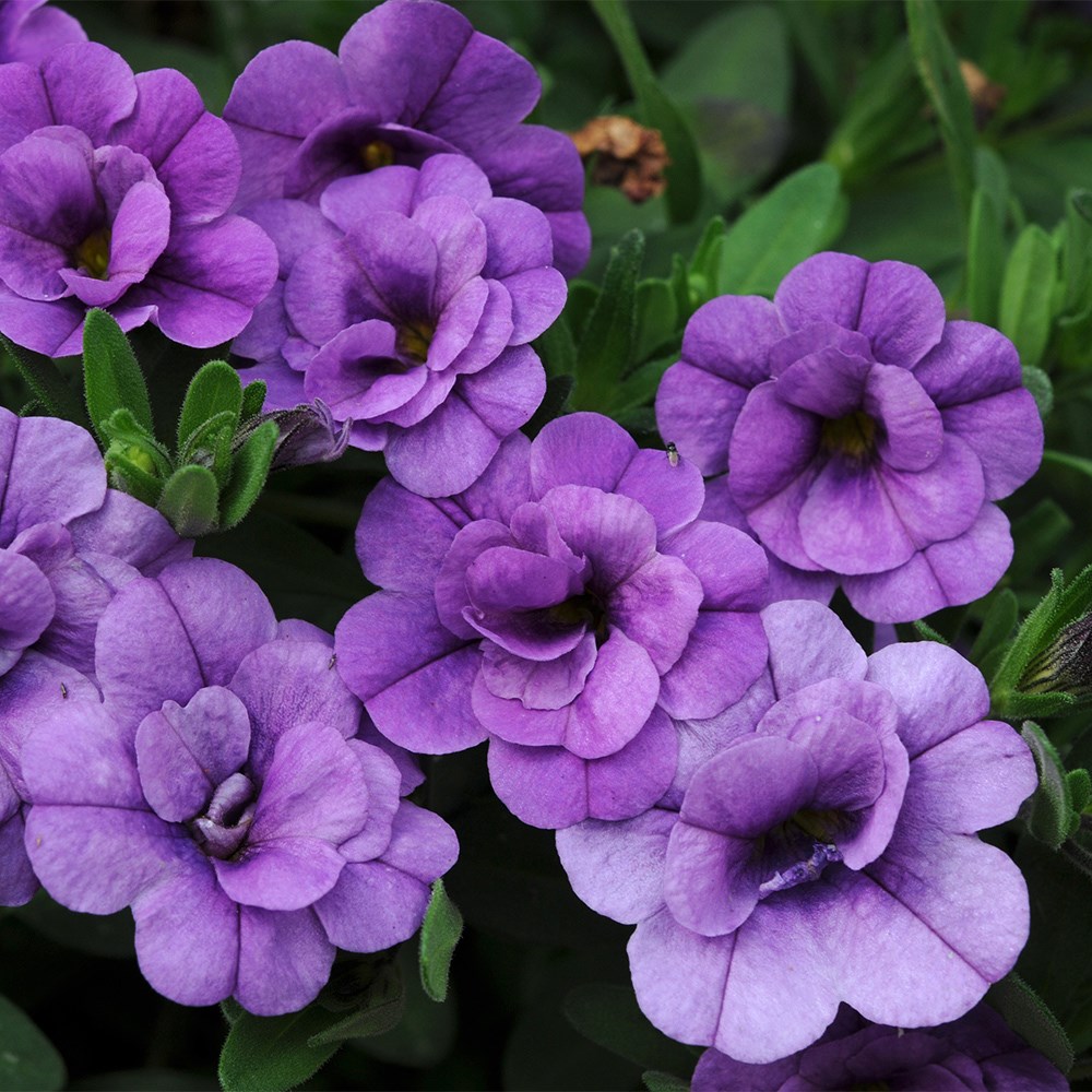 Calibrachoa Can-Can Double Provence Blue | Mini Petunia Or Million Bells