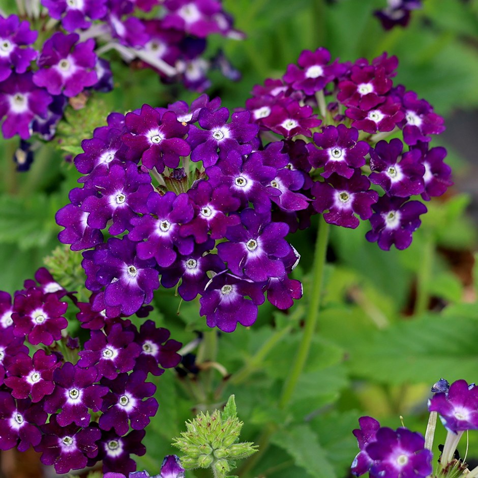 Verbena 'Showboat Dark Violet' (Showboat Series)