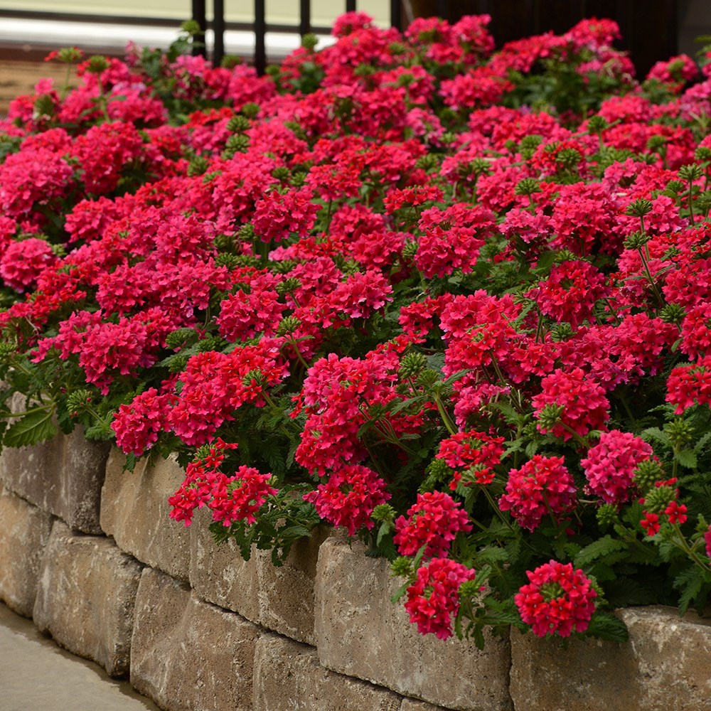 Verbena Endurascape Hot Pink