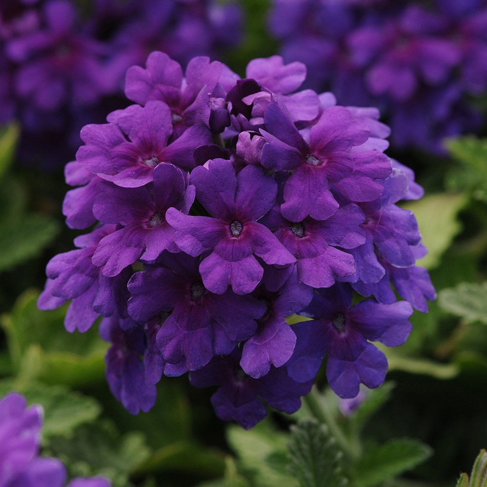 Verbena Endurascape Dark Purple