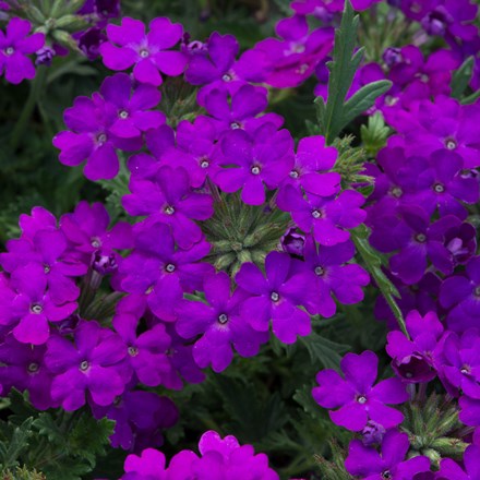 Verbena Enchantment Purple