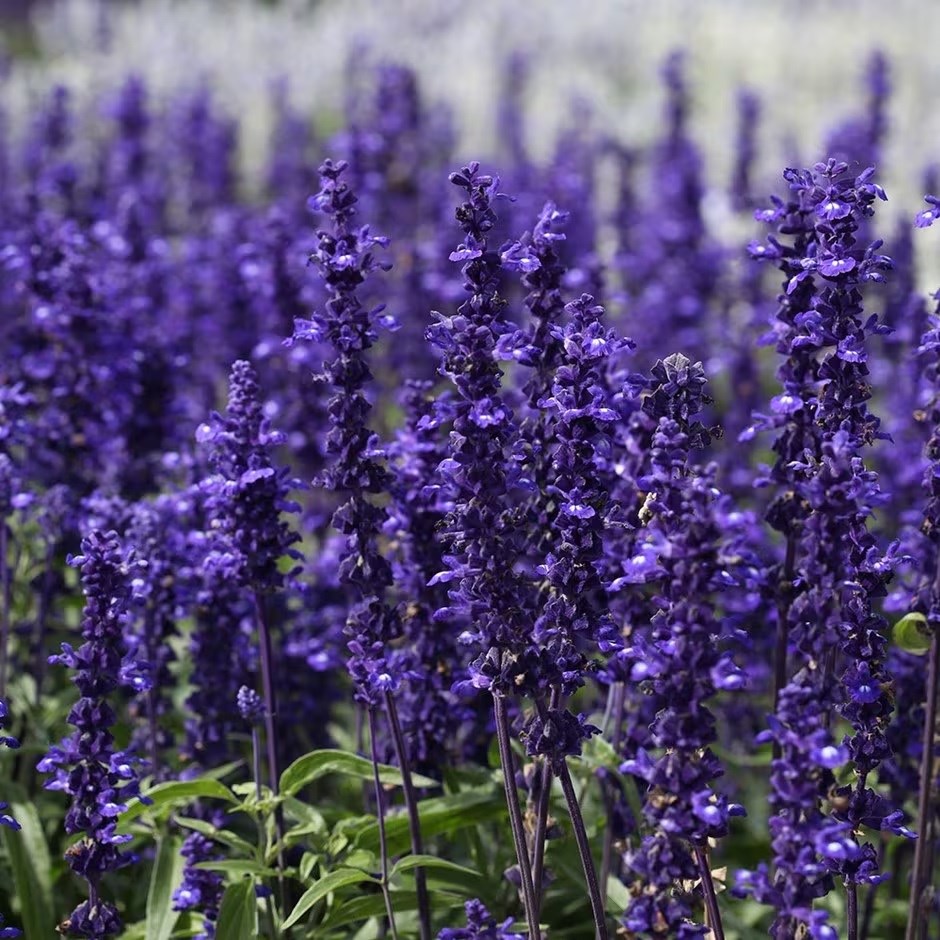 Salvia Victoria Blue (Vivisal) (PBR) | Mealy Cup Sage | 9cm Pot