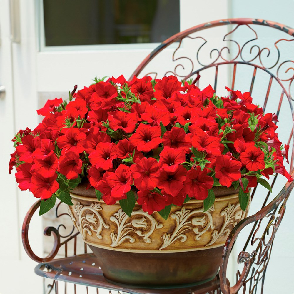 Petunia 'Surfinia Deep Red' (Surfinia Series)