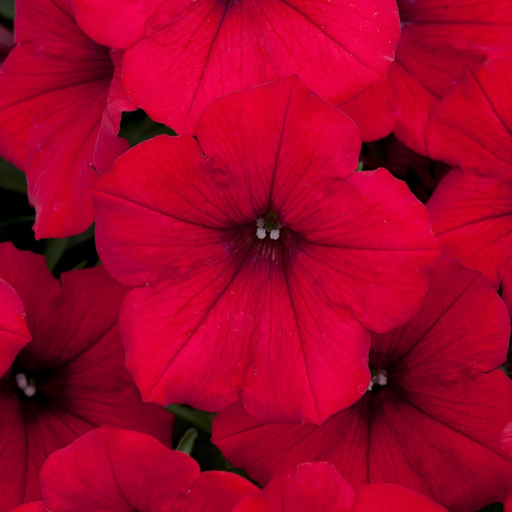 Petunia 'Surfinia Deep Red' (Surfinia Series)