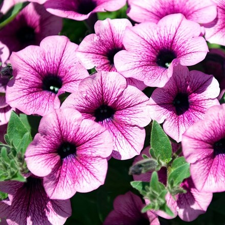 Petunia Surfinia Pink Vein ('Suntosol') (Surfinia Series)