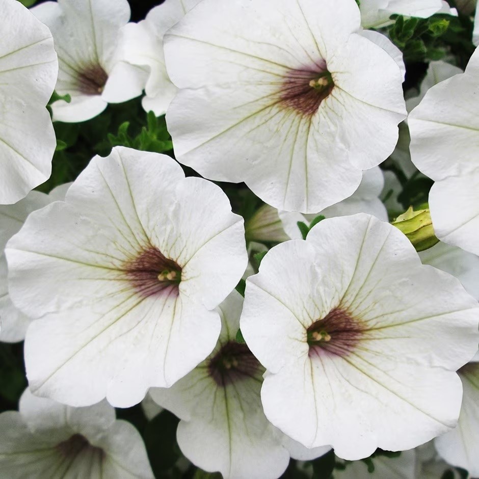Petunia Surfinia White (Kesupite) (Surfinia Series) | Petunia | 9cm Pot