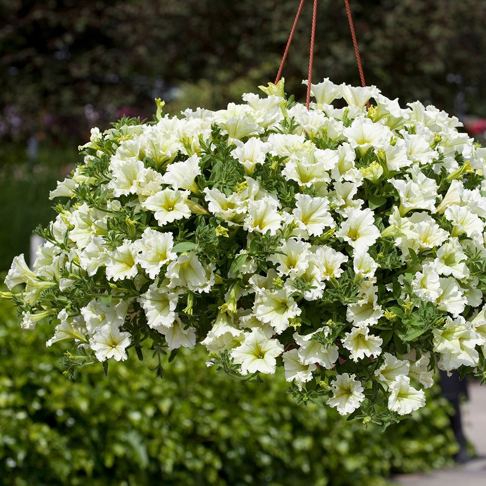Petunia Surfinia Lime | Trailing Petunia