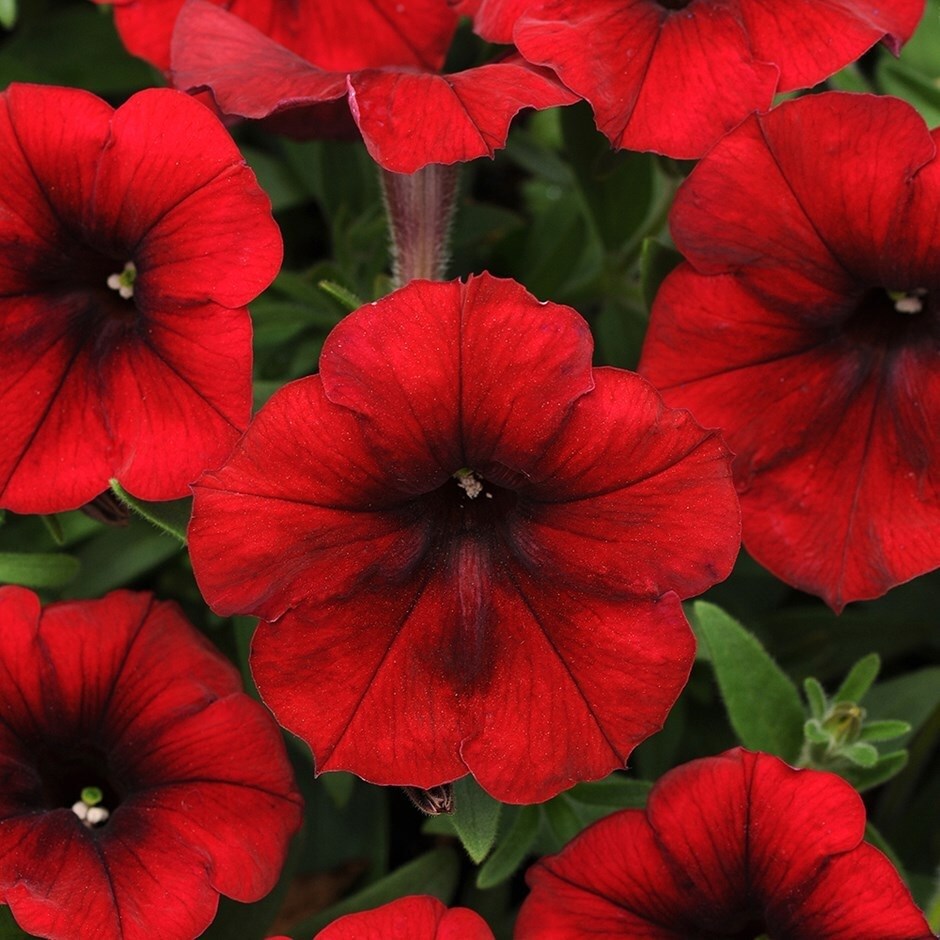 Petunia Easy Wave Red Velour