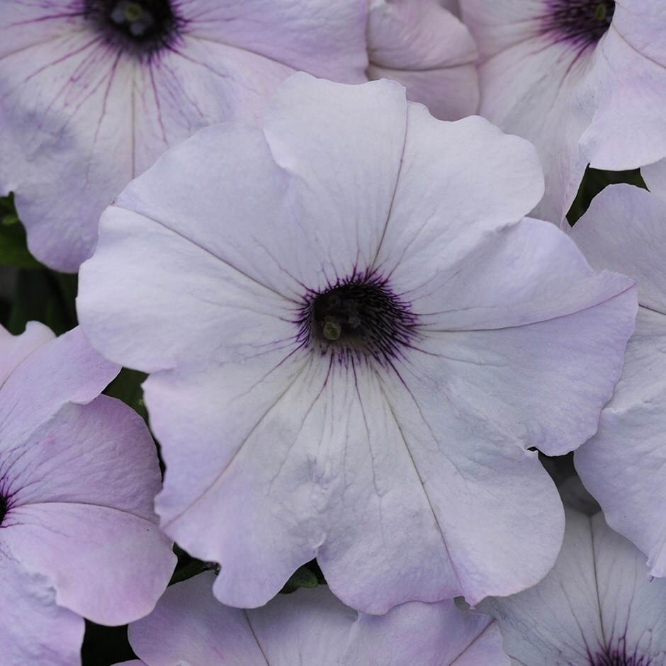 Petunia 'Easy Wave Silver' (Easy Wave Series)