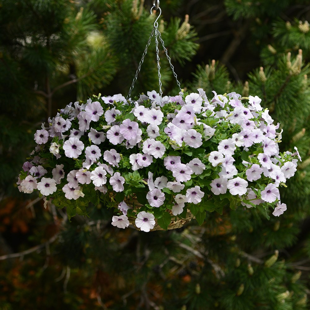 Petunia 'Easy Wave Silver' (Easy Wave Series)